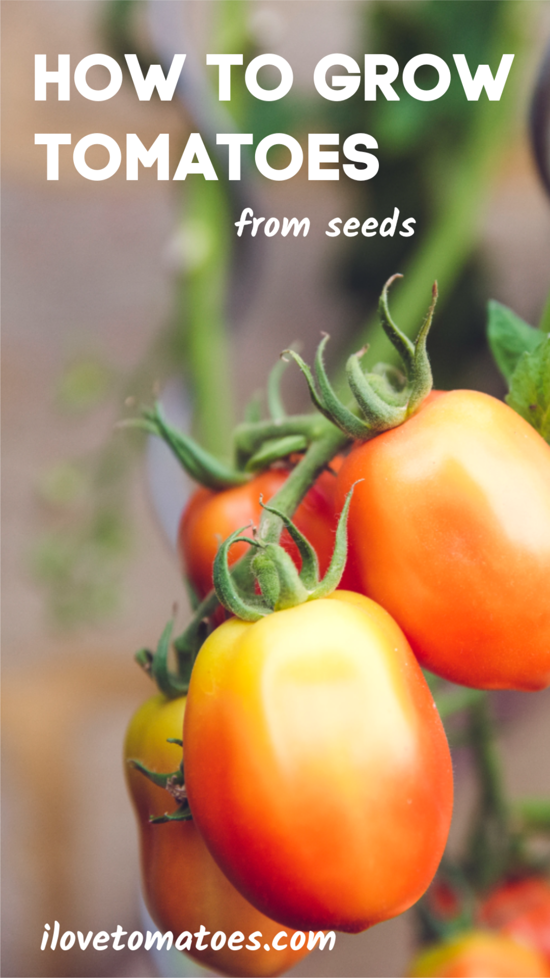 How to Grow Tomato Seeds