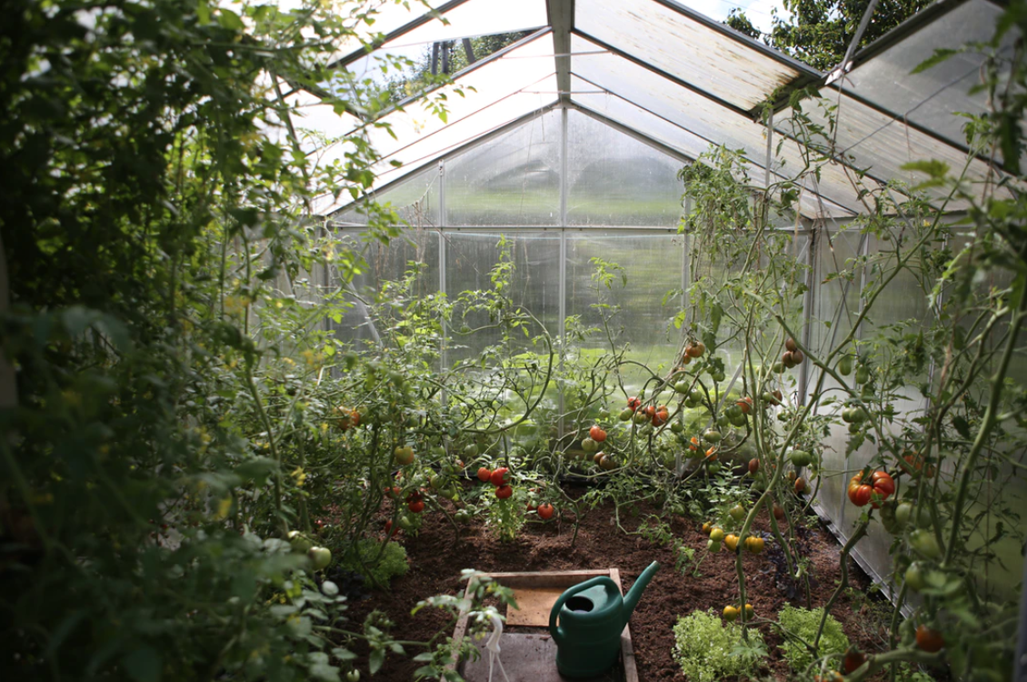greenhouse tomato plants unsplash stock