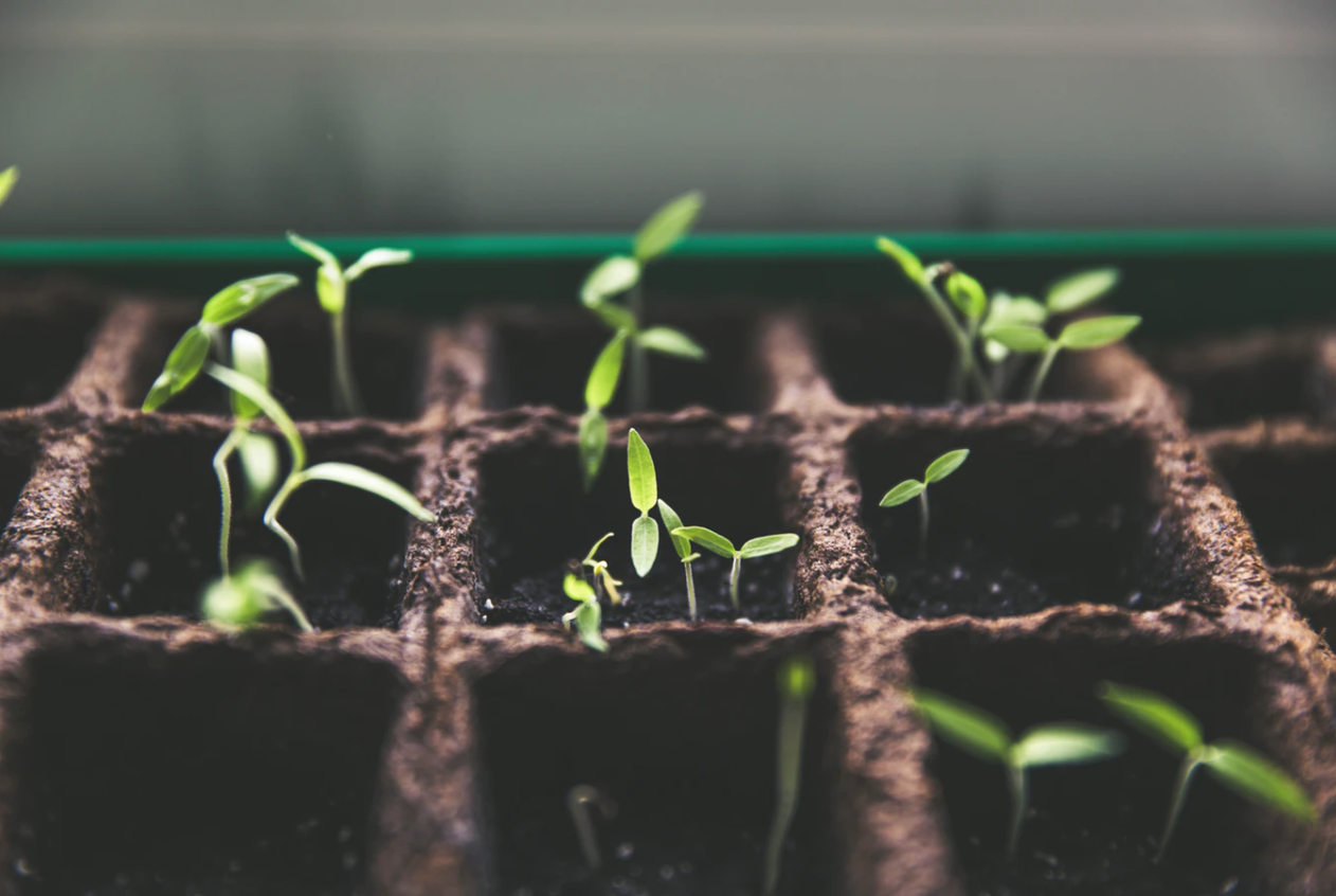 tomato seedlings plants