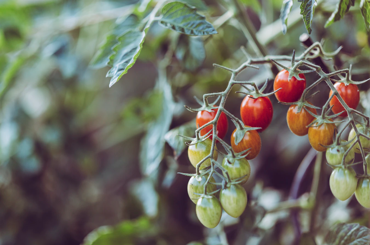 green and red cherry tomatoes on the vine