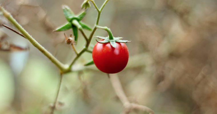 How to Get Rid of Blossom End Rot in Tomatoes