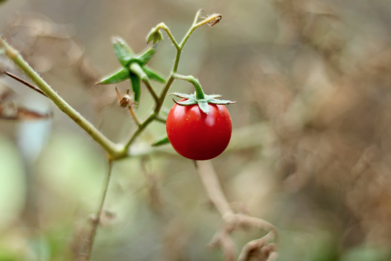 How to Get Rid of Blossom End Rot in Tomatoes