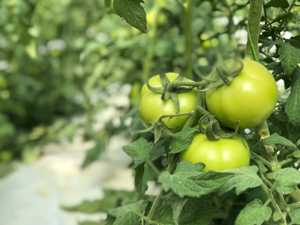 green tomato plant in a gardent