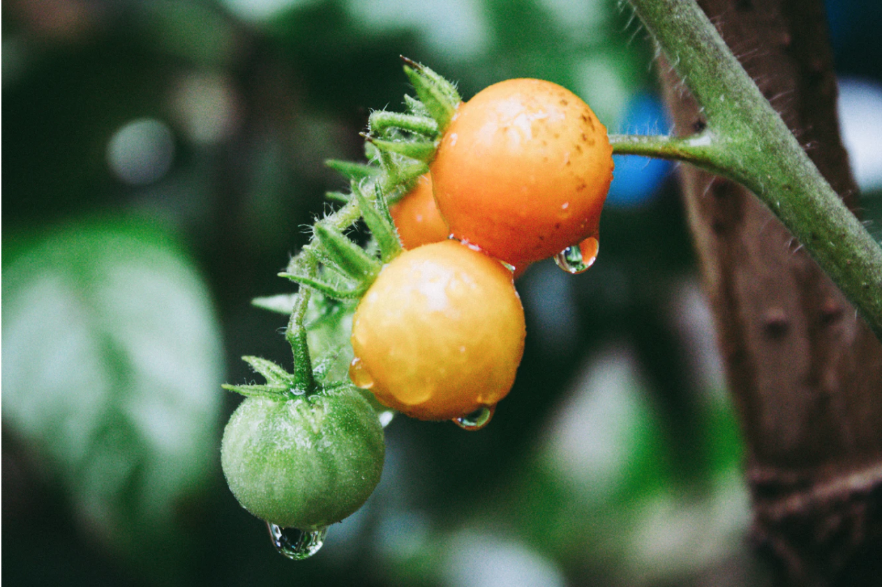 garden tomato plant