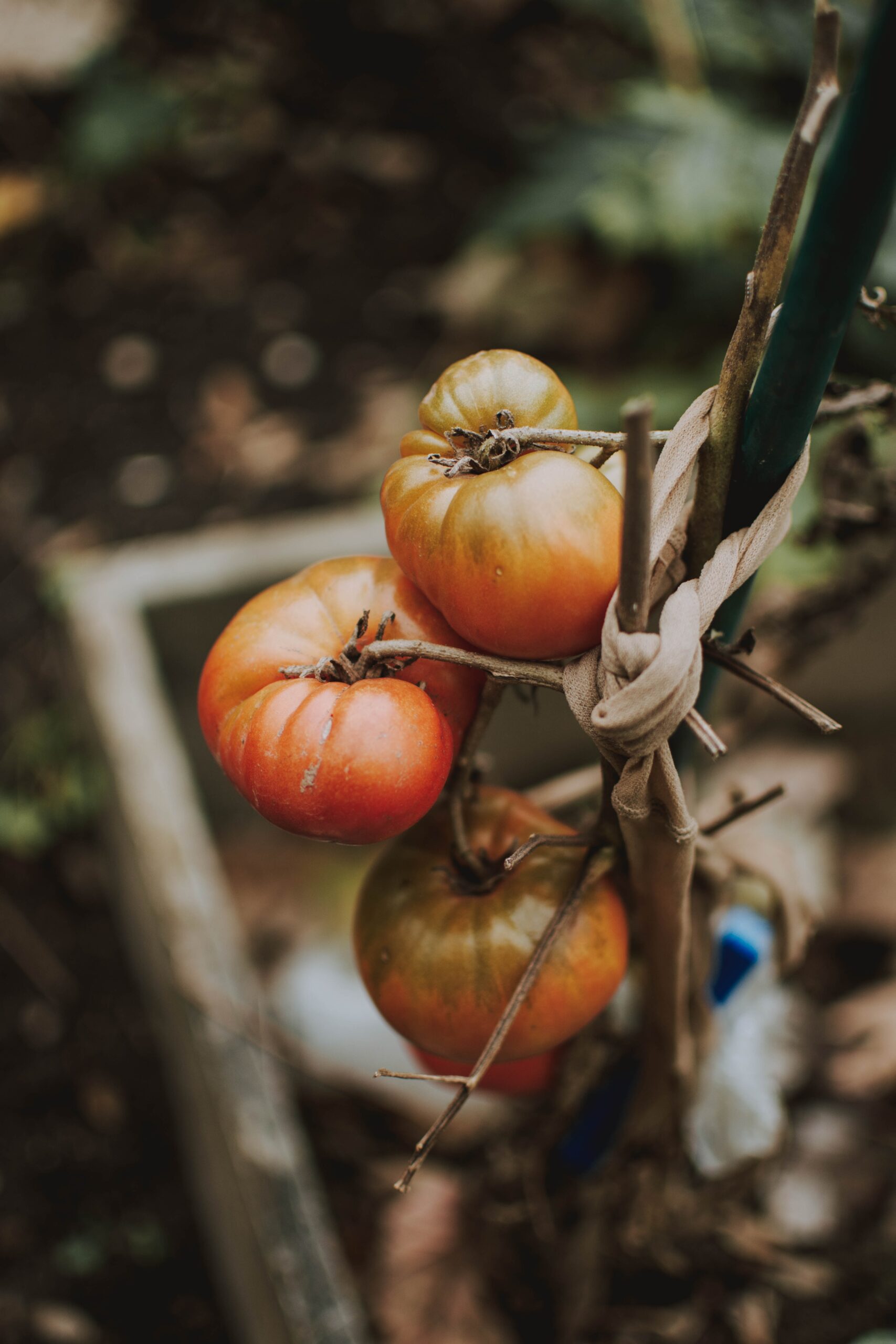 How To Eliminate Common Tomato Pests Organically