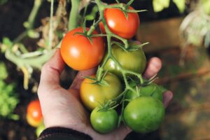 hand holding tomatoes on the vine