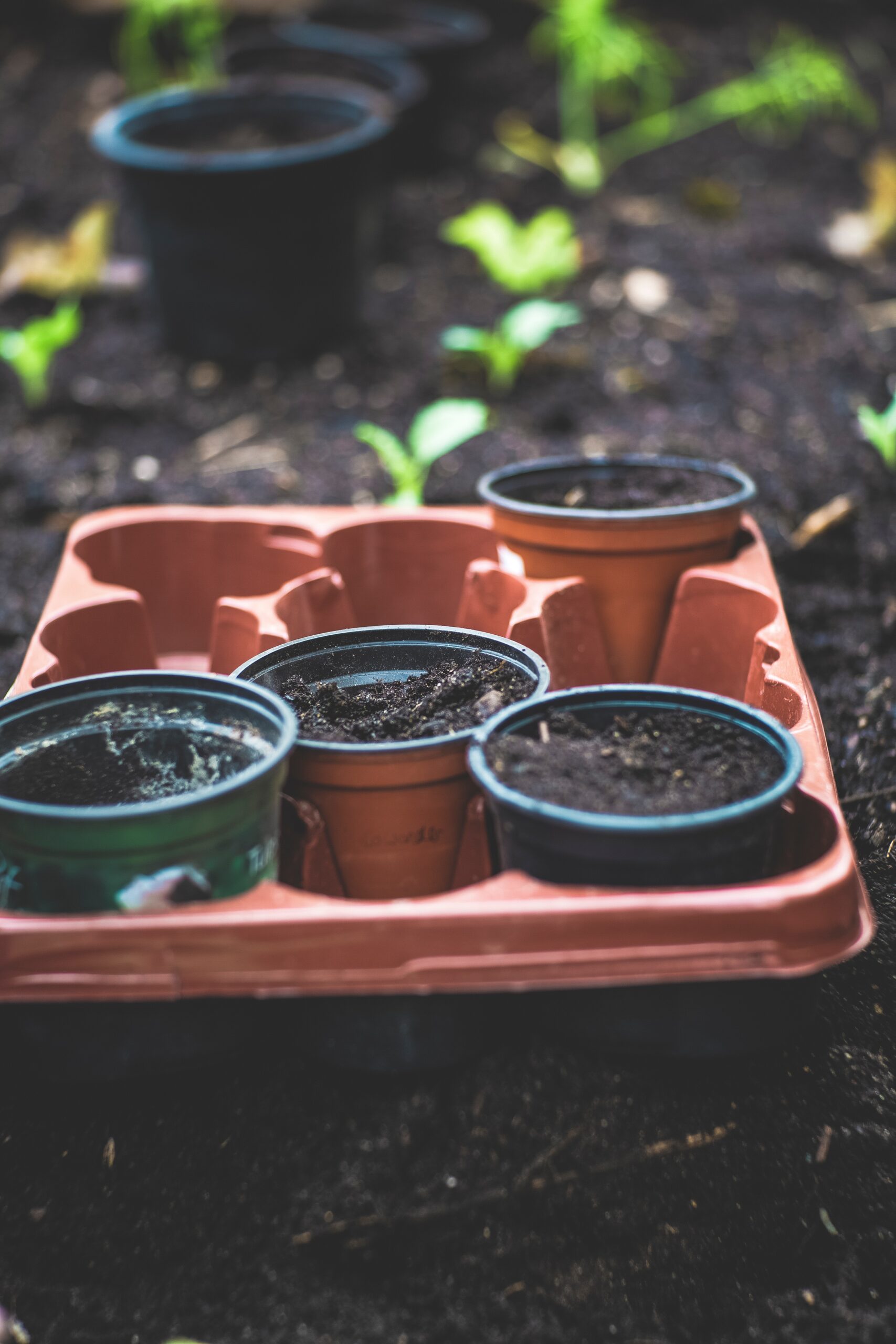 Tips To Improve Garden Soil For An Epic Tomato Harvest