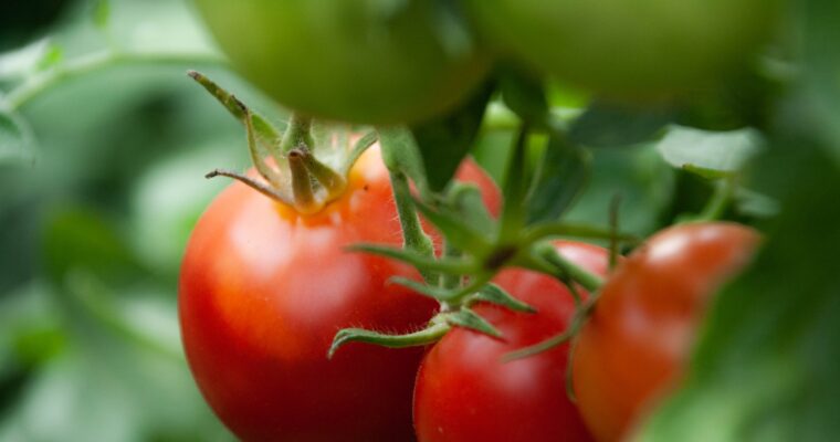 Grow These 5 Delicious Tomatoes for Tomato Sauce