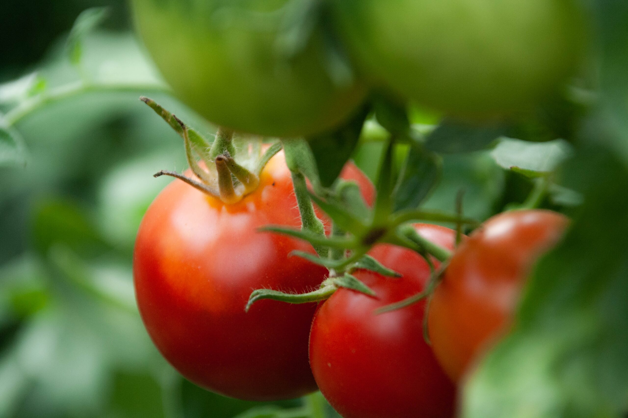 Grow These 5 Delicious Tomatoes for Tomato Sauce