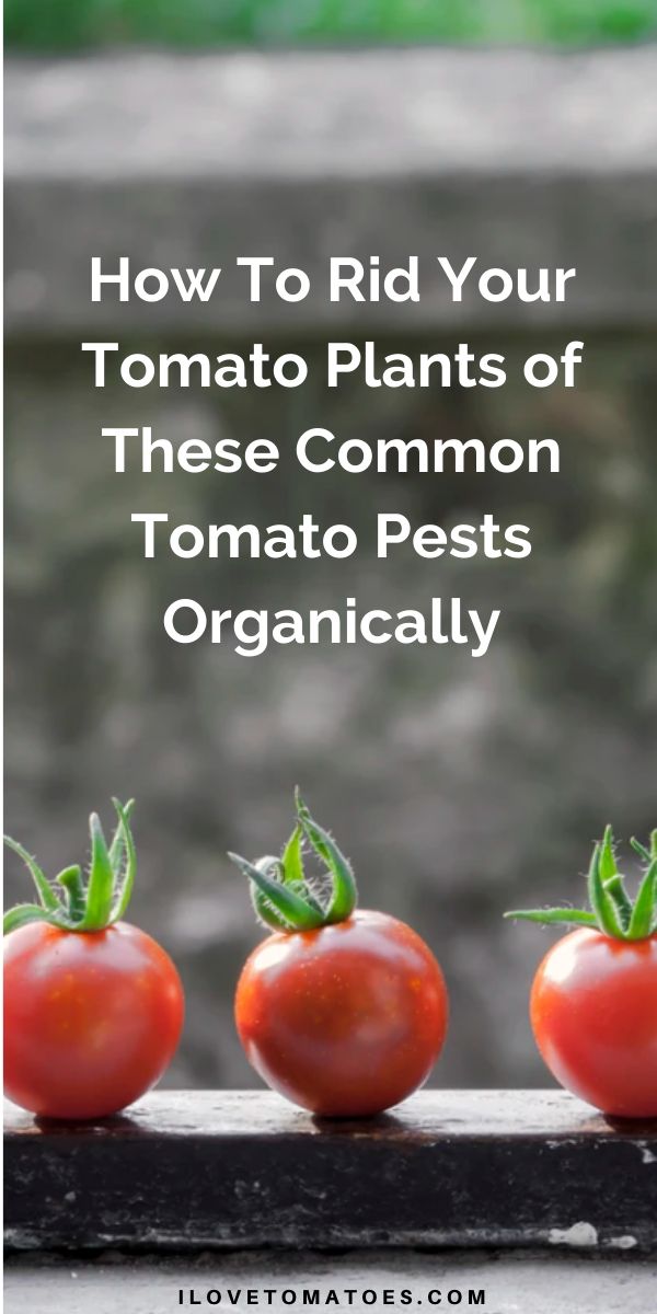 tomato pests