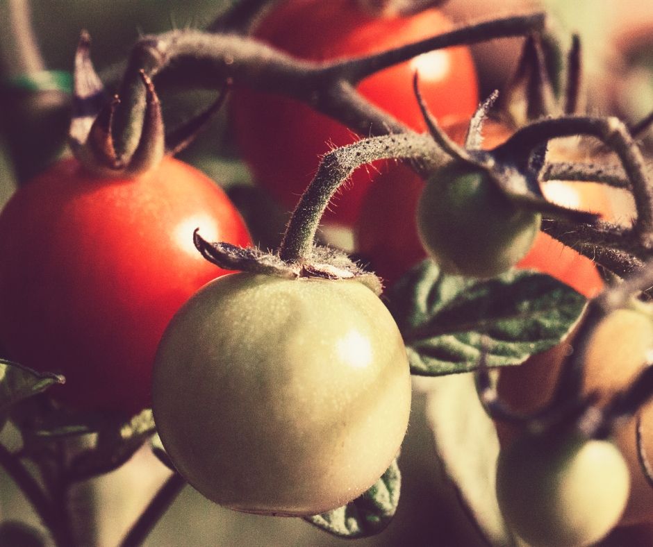 tomatoes for the garden 