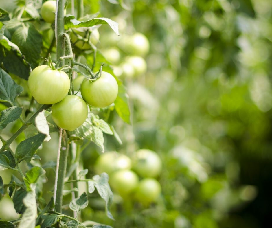 How To Pick The Perfect Tomato Plants For Your Garden