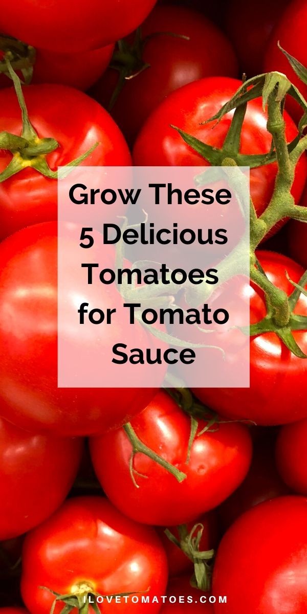 tomatoes for tomato sauce
