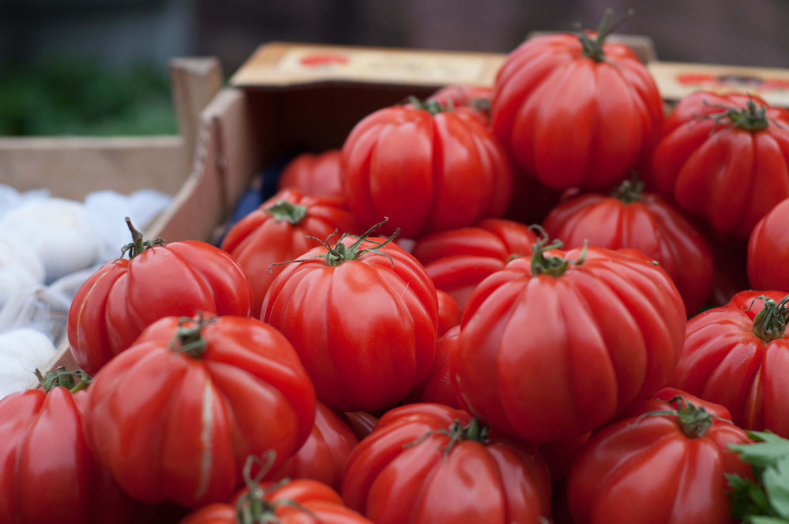 tomato plants