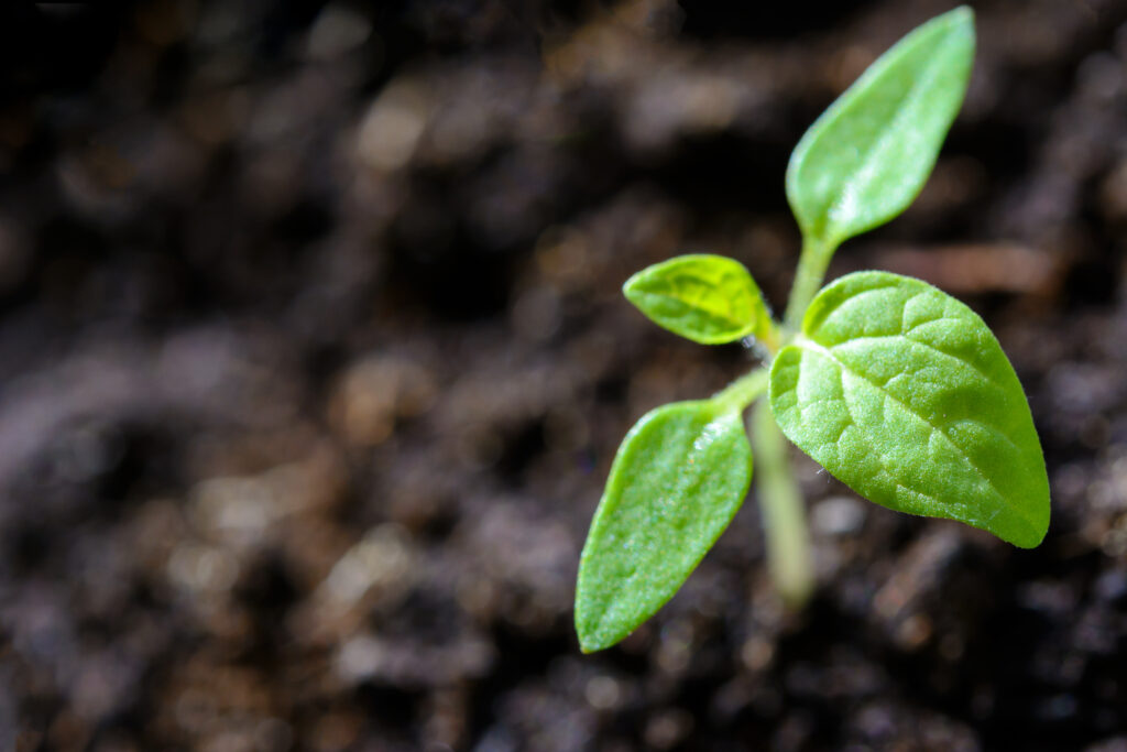 starting tomatoes from seed