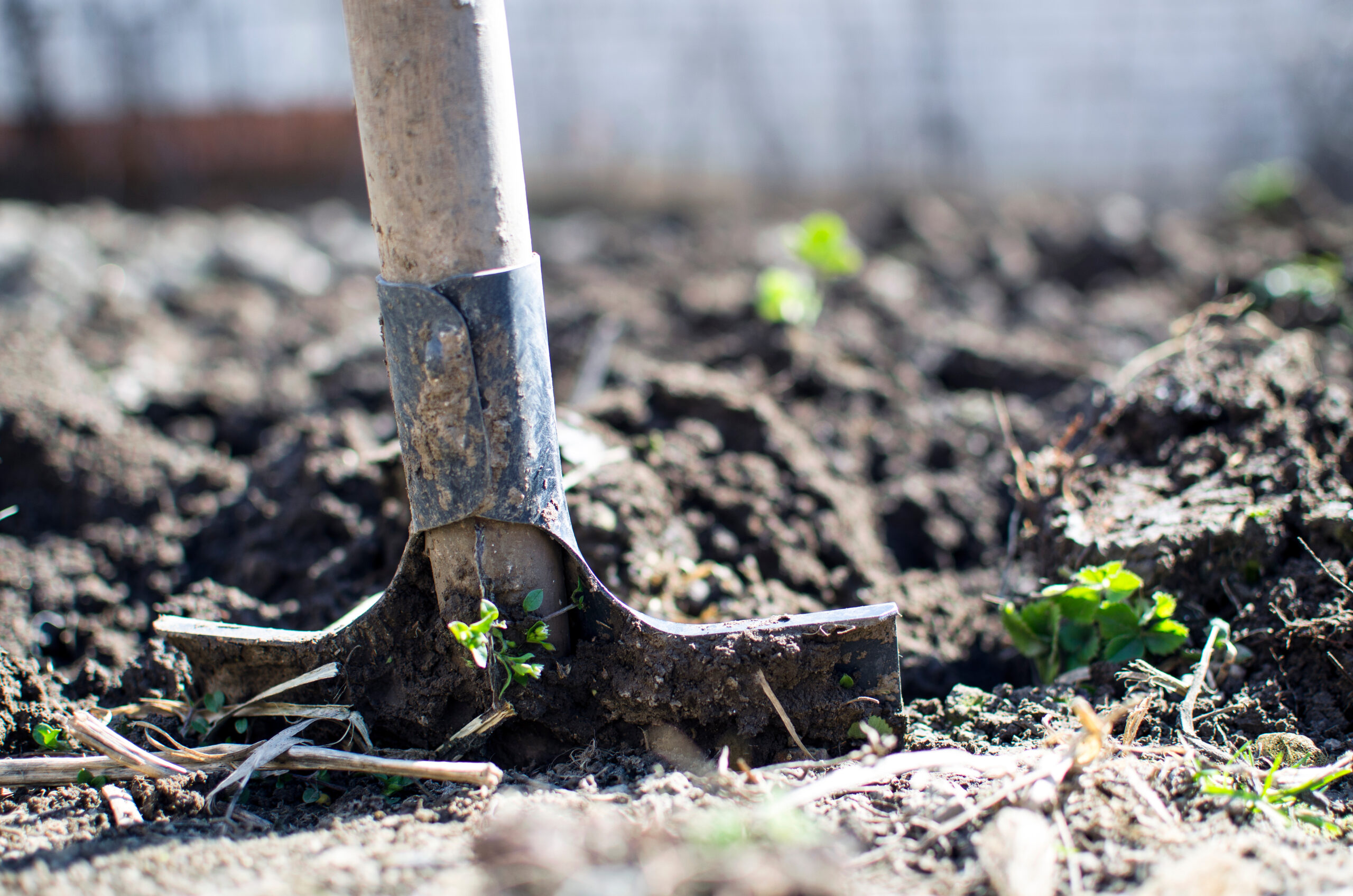 Best Garden Soil To Grow Tomatoes