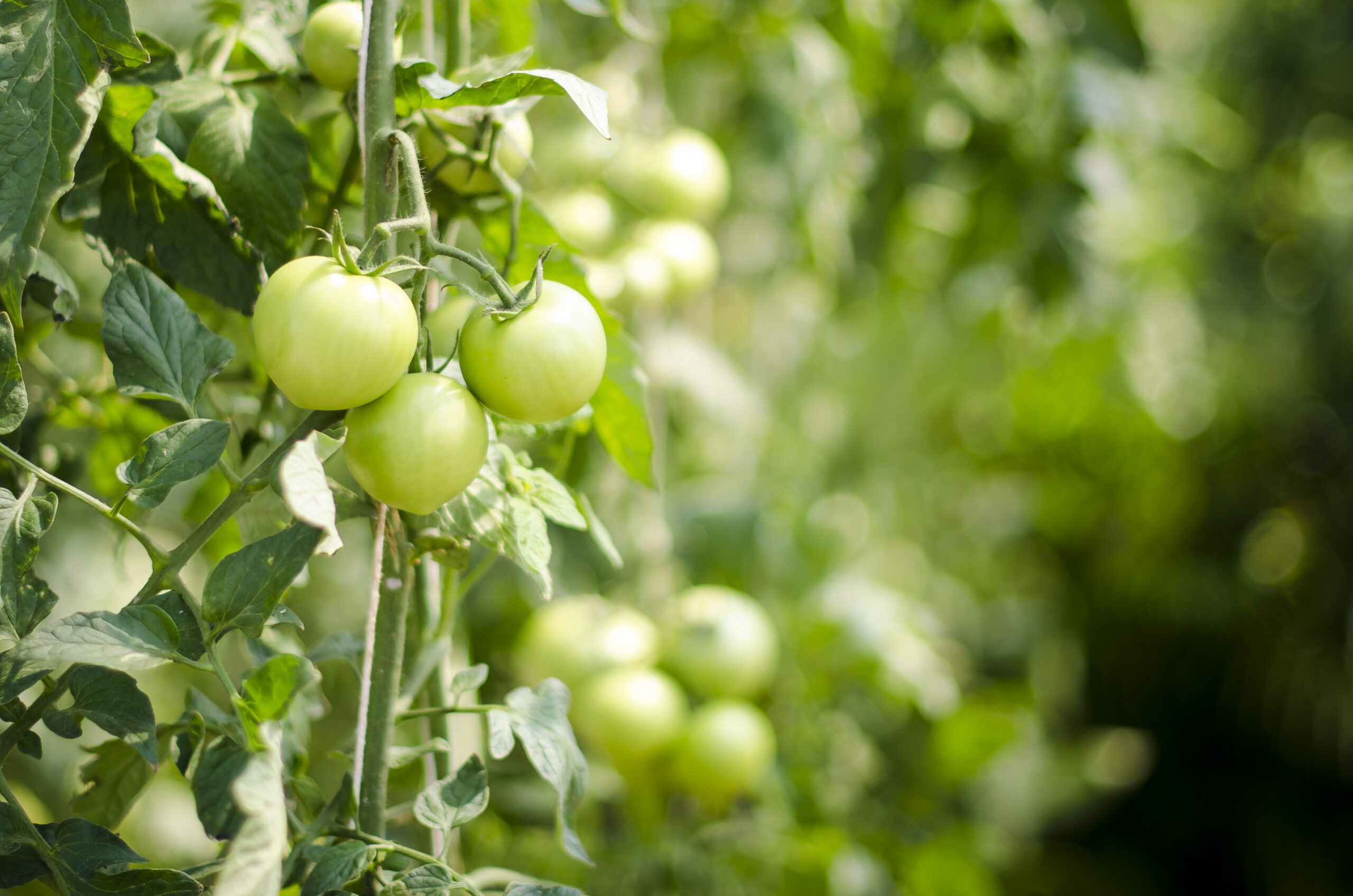 tomato plants