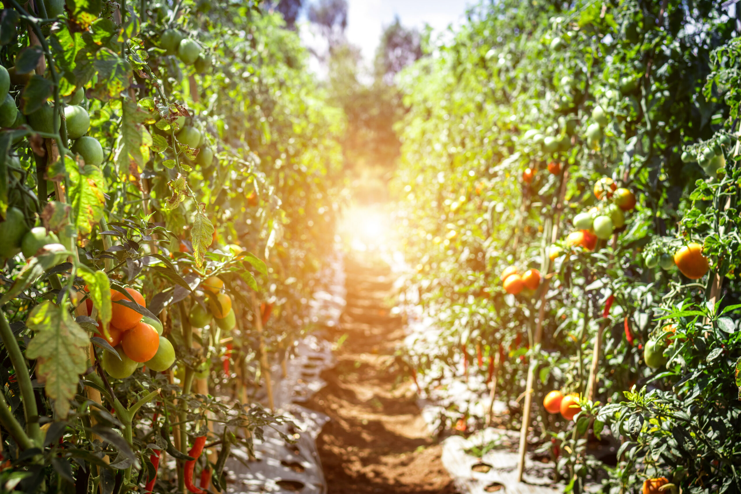 tomato plants