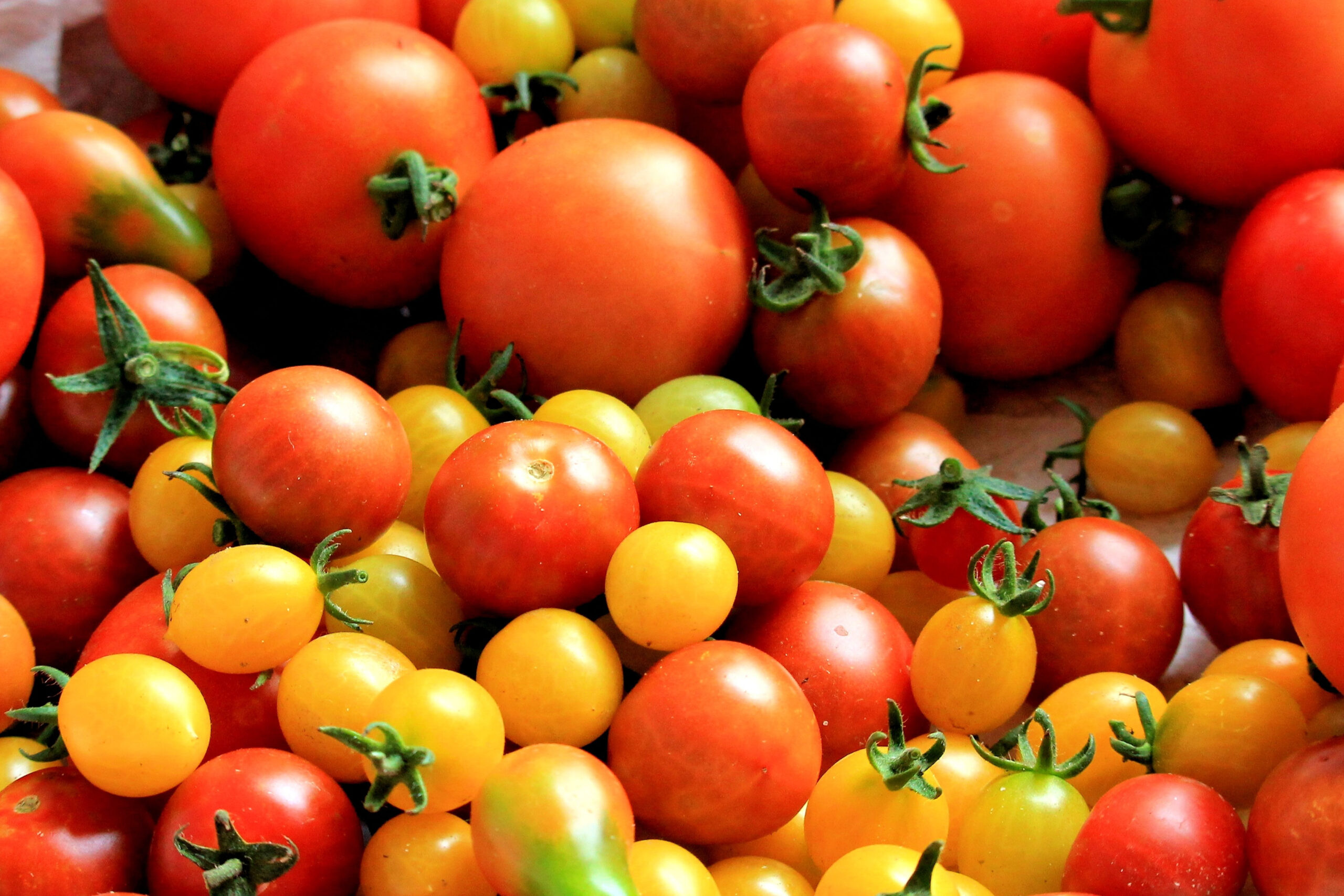 growing tomatoes