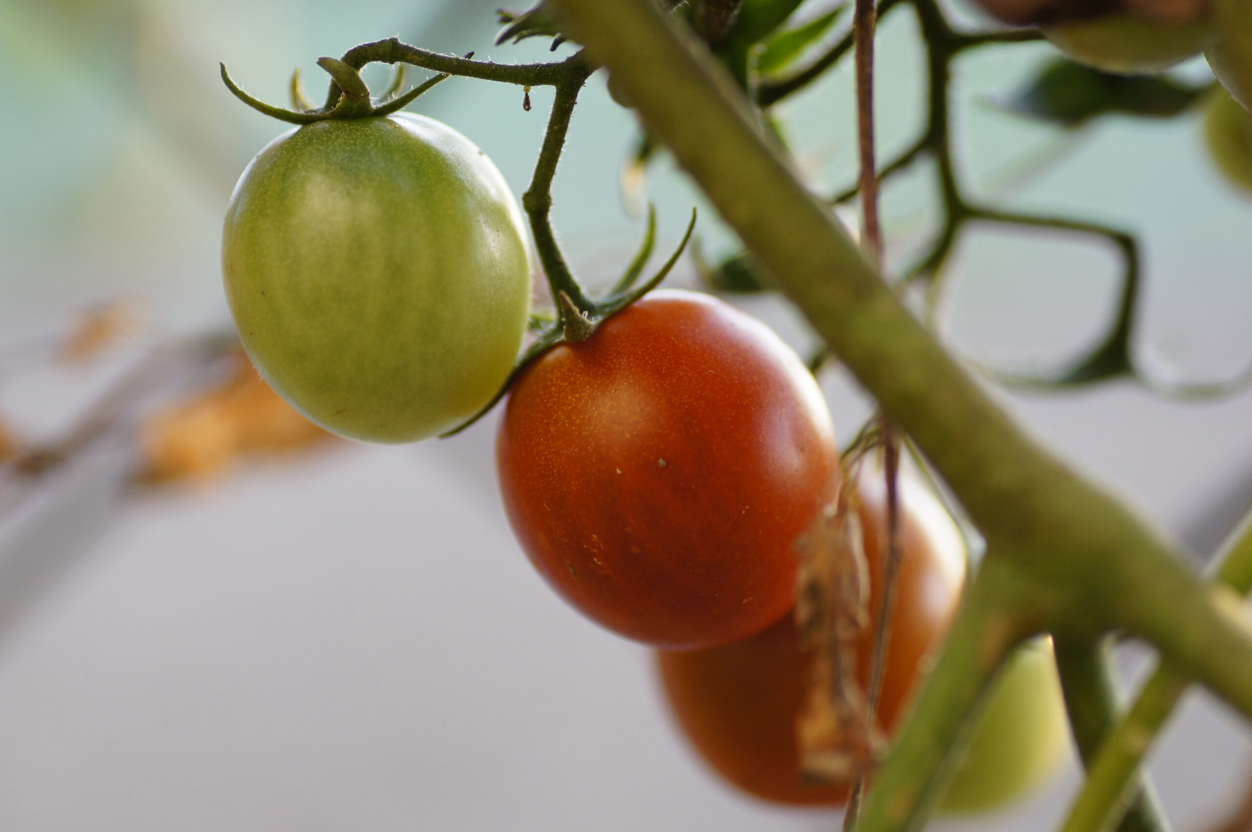 tomato plants from seed