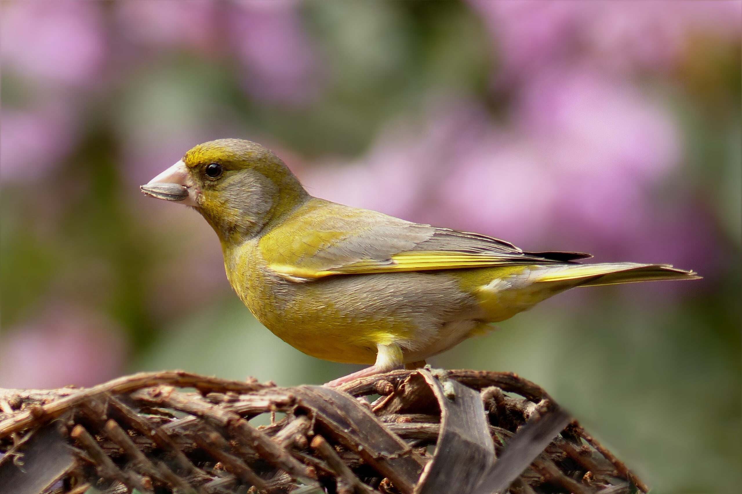 How To Prevent Bird Damage to Tomato Plants