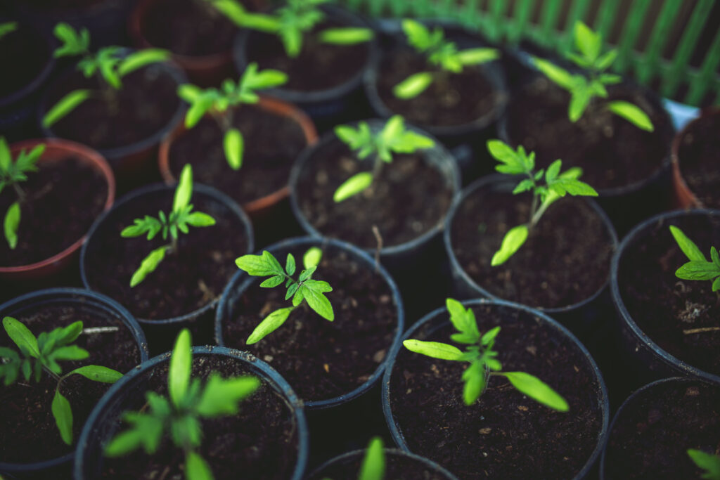 start tomatoes inside