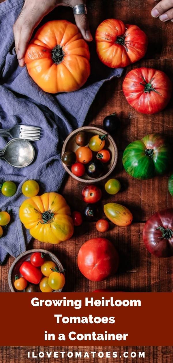 Growing Heirloom Tomatoes in a Container