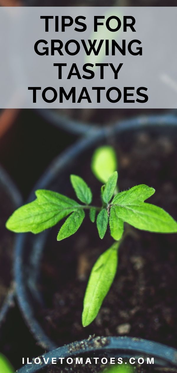 Pin Tips for Growing tomatoes
