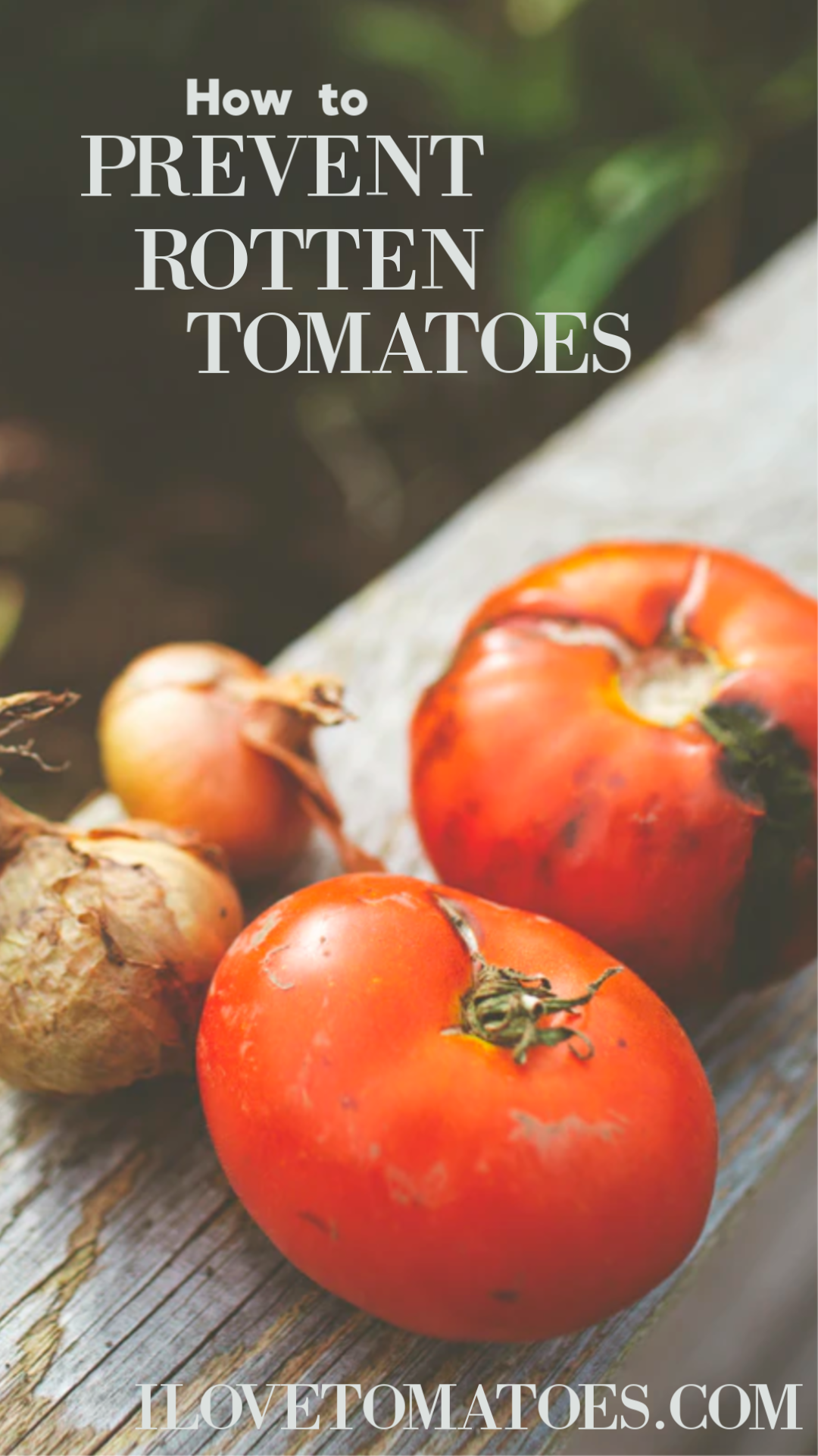 How to Prevent Rotten Tomatoes
