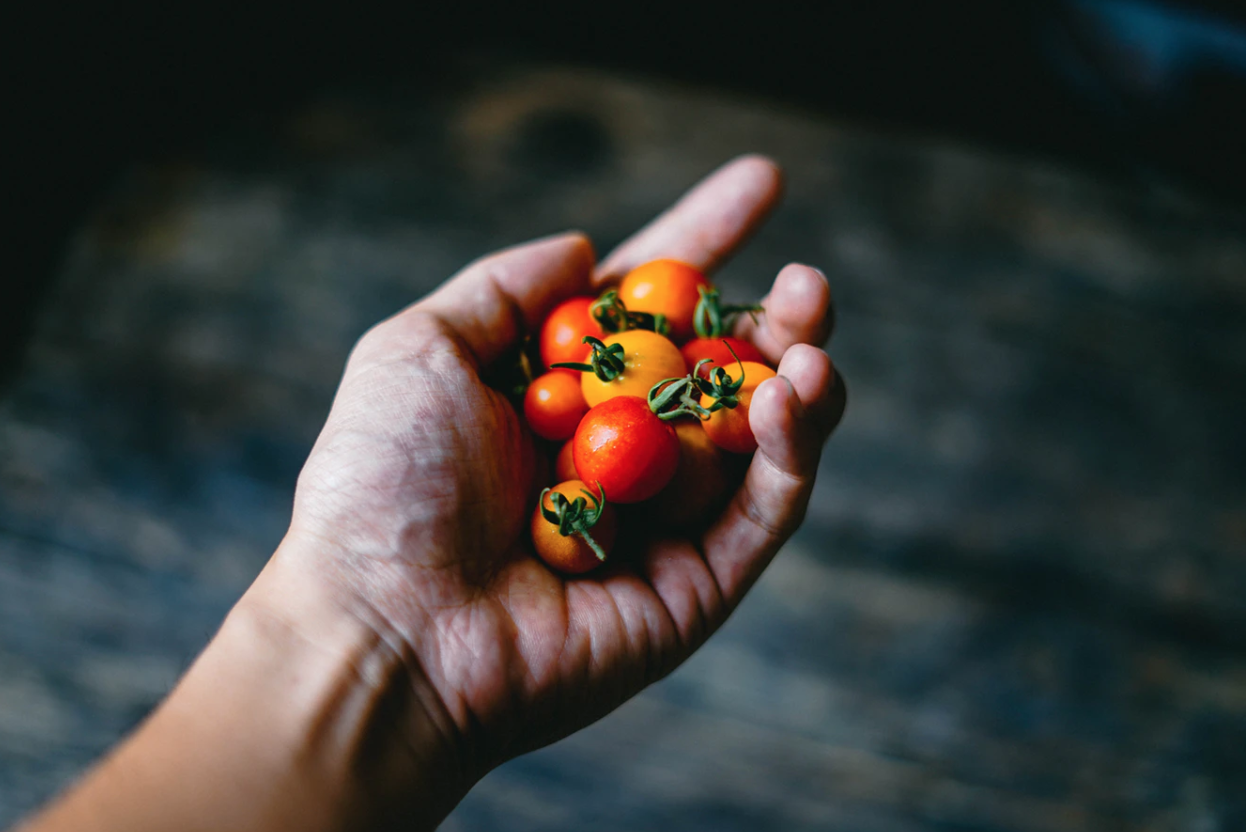 hand holding tomatoes