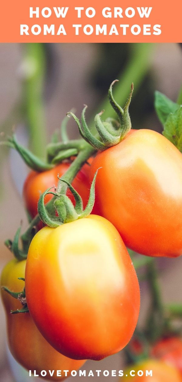 how to grow roma tomatoes