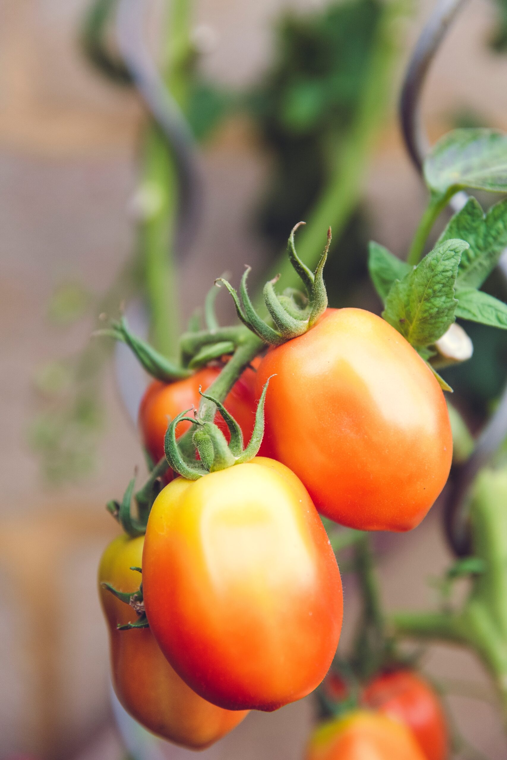 roma tomatoes