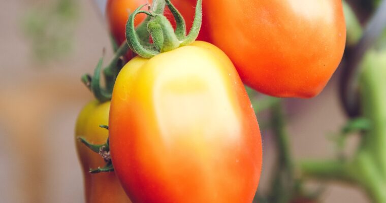 How To Grow and Harvest Roma Tomatoes