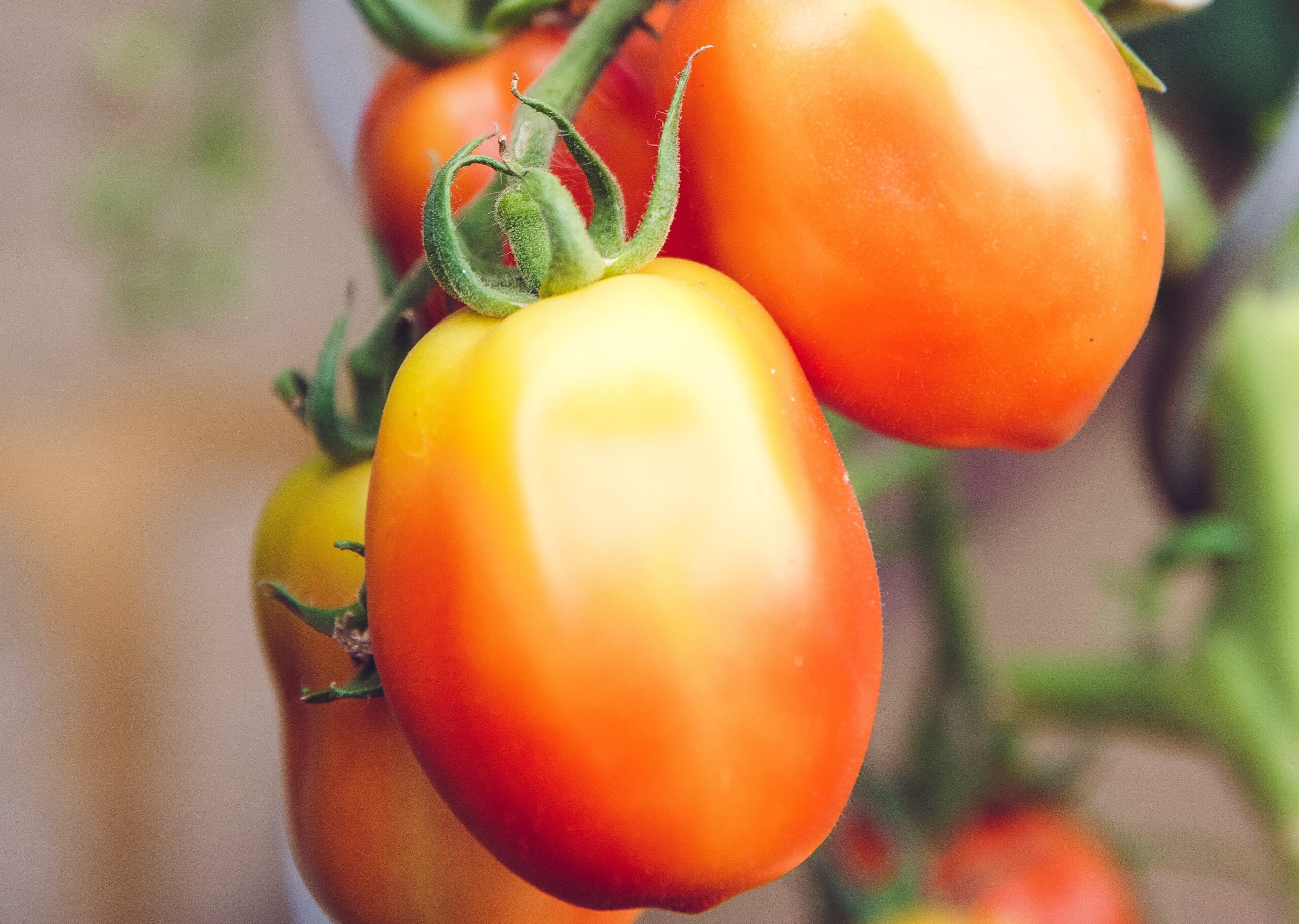 How To Grow and Harvest Roma Tomatoes