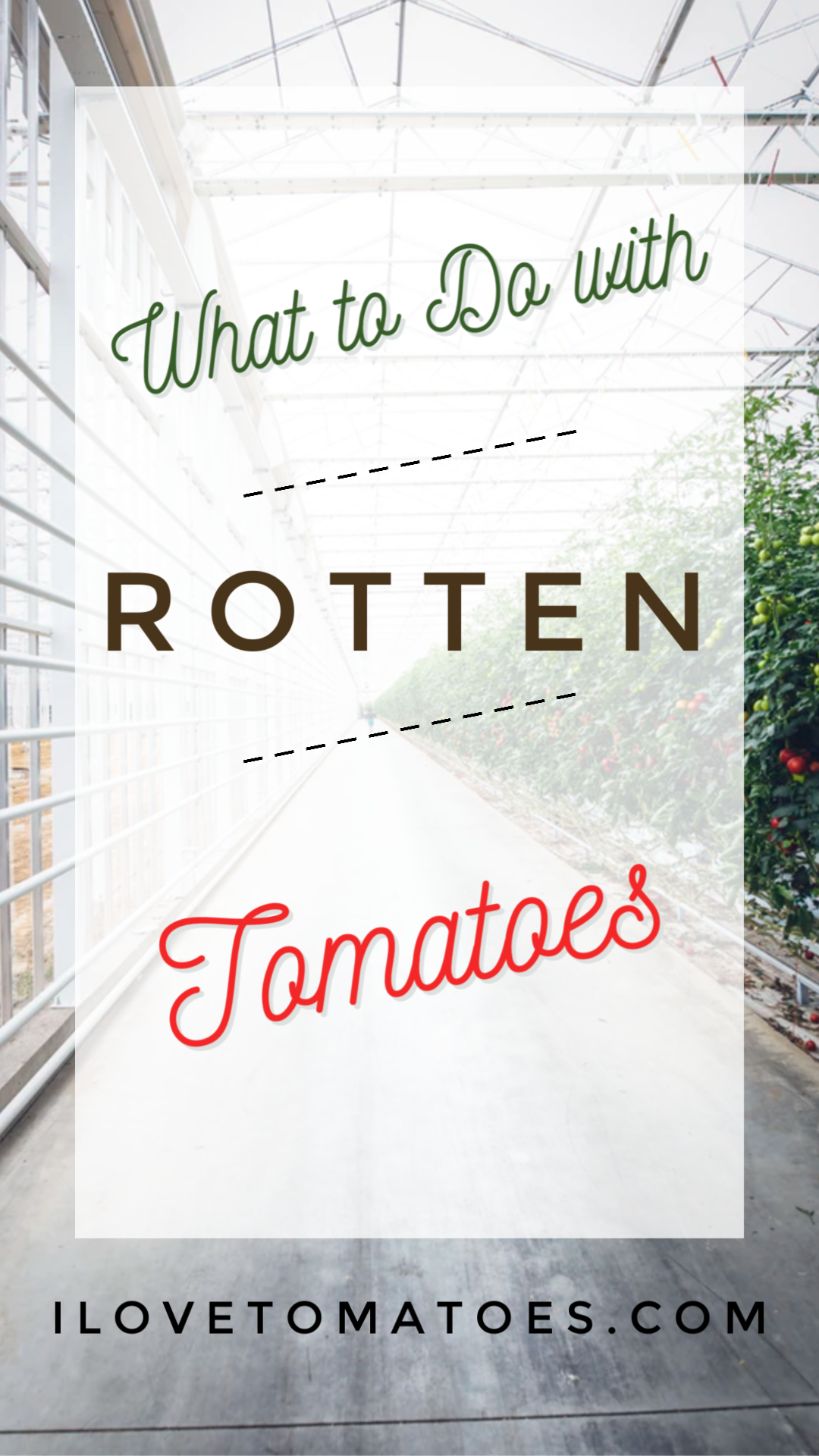 What do do with rotten tomatoes