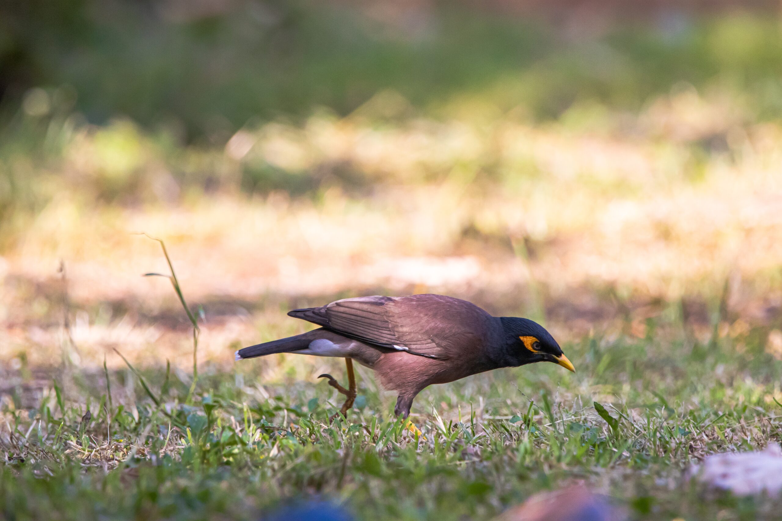 bird in garden