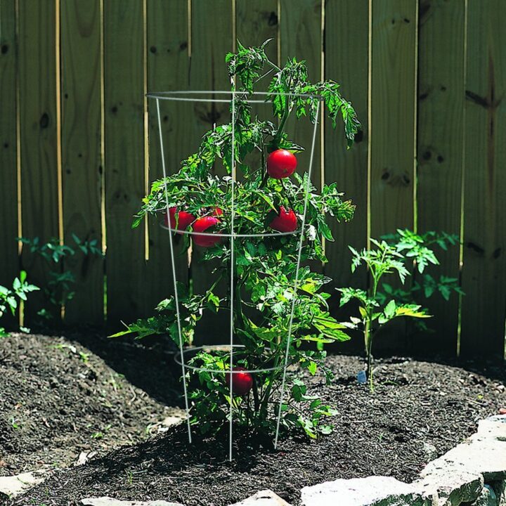 tomato cage