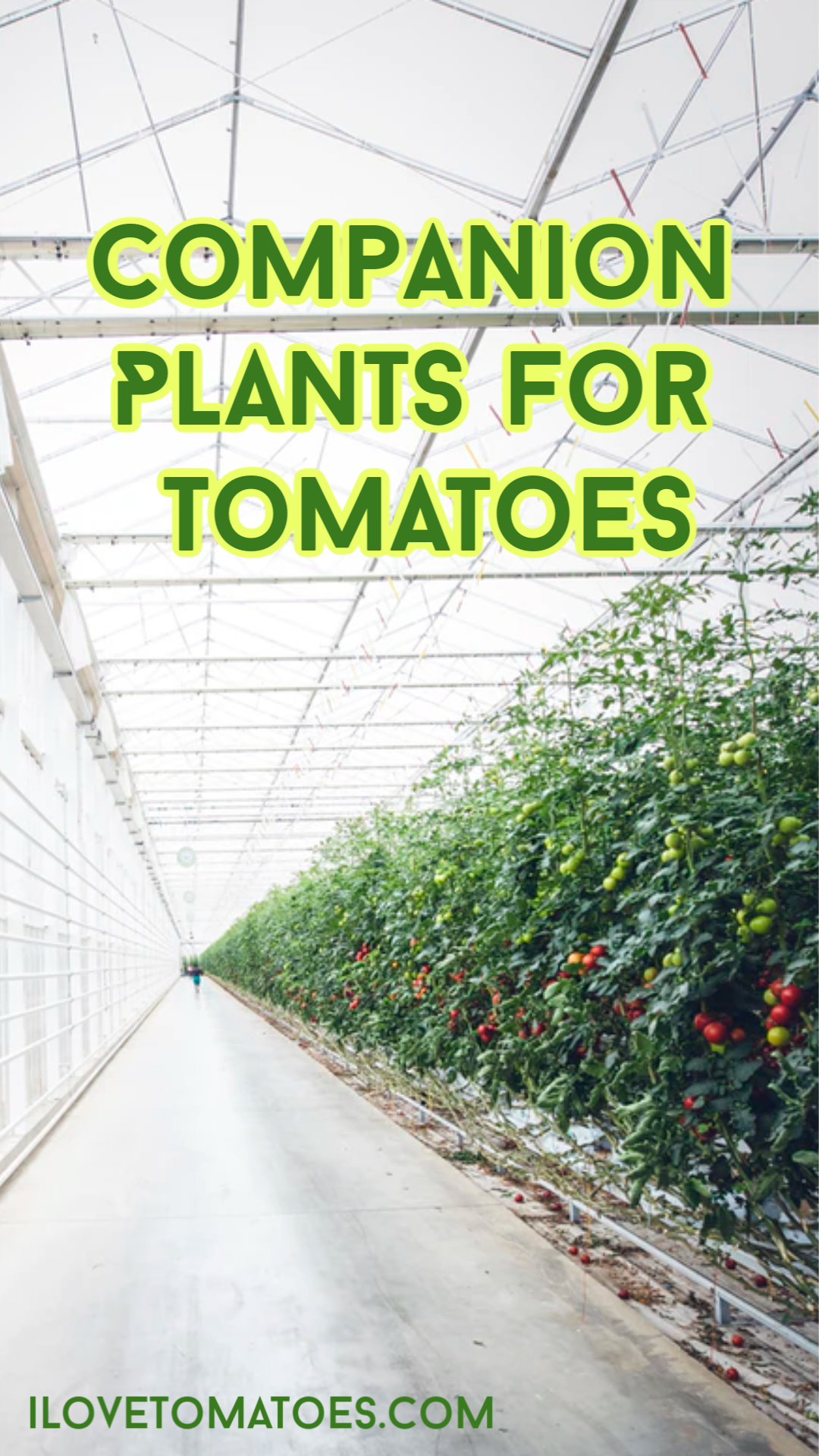 Companion Plants for Tomatoes