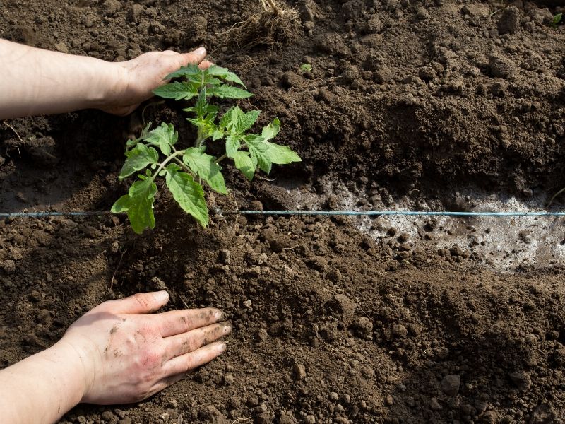 plant tomatoes