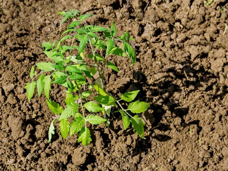 when to plant tomatoes