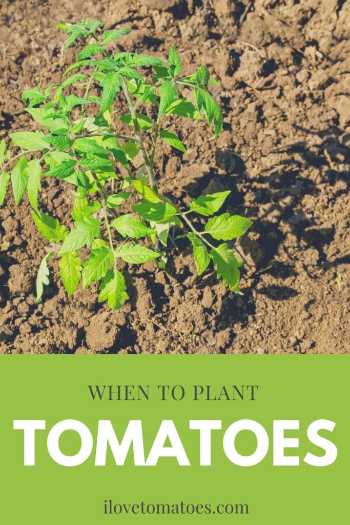 when to plant tomatoes